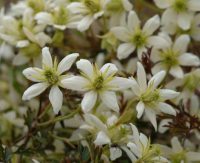Nice white flowers in masses and finely cut evergreen foliage